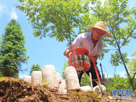 （新华网）（1）贵州黔西南：林下菌药种植忙
