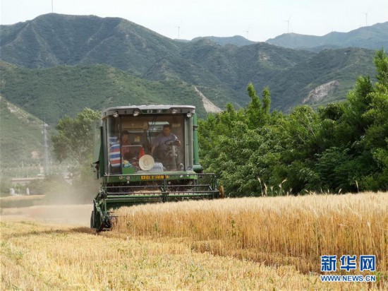 （新华全媒头条·图文互动）（5）特殊之年夏粮丰收背后的特殊之举