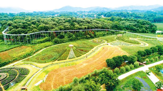酒泉瓜州借力規范枸杞標準 3000畝示范地迎首茬采摘季