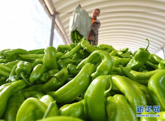 （社會）（4）河北樂亭：優質蔬菜保障首都“菜籃子”