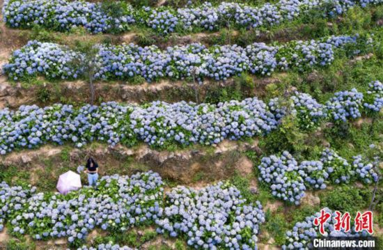 福建永春：雲山花園200畝繡球花開引客來