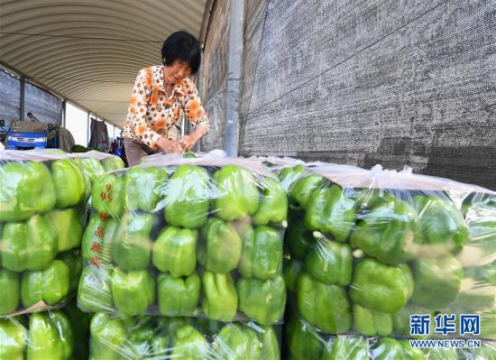(社会)(3)河北乐亭:优质蔬菜保障首都“菜篮子”