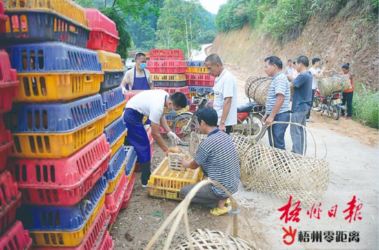 藤縣向建檔立卡貧困戶免費發放雞苗