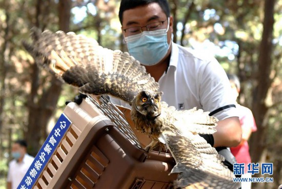 （環境）（1）40隻珍稀野生鳥類在吉林放歸自然