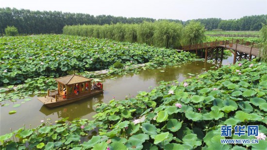 （环境）（4）河北香河：荷花盛开乐游人