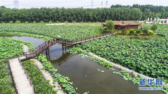 （环境）（1）河北香河：荷花盛开乐游人