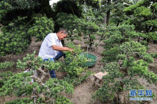 （走向我們的小康生活·圖文互動）（3）水清岸美産業興——江蘇南通小康路上的綠色實踐