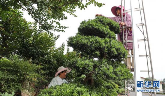 （走向我們的小康生活·圖文互動）（4）水清岸美產業興——江蘇南通小康路上的綠色實踐