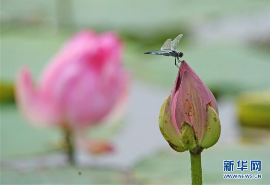 （新華視界）（3）鐵嶺：濕地荷花美