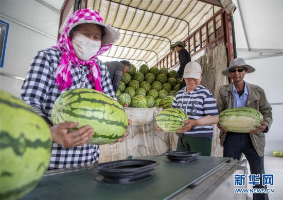 （經濟）（3）寧夏中衛：硒砂瓜迎豐收