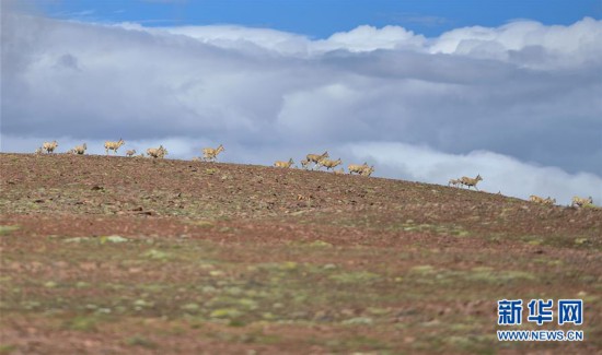 ��ͼ�Ļ�������5���ɿ������ǿ���� ʮ����δ�ŵ���ǹ��