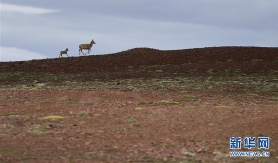 ��ͼ�Ļ�������7���ɿ������ǿ���� ʮ����δ�ŵ���ǹ��