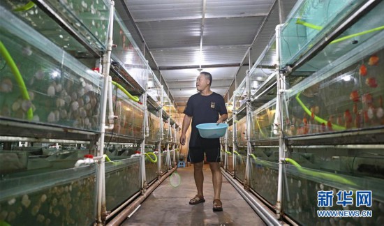 （走向我們的小康生活）（1）遼寧鞍山：觀賞魚養殖富農家