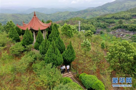 （社會）（4）福建福鼎：畬鄉特色產業助鄉村振興