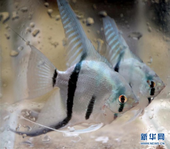 （走向我們的小康生活）（8）遼寧鞍山：觀賞魚養殖富農家
