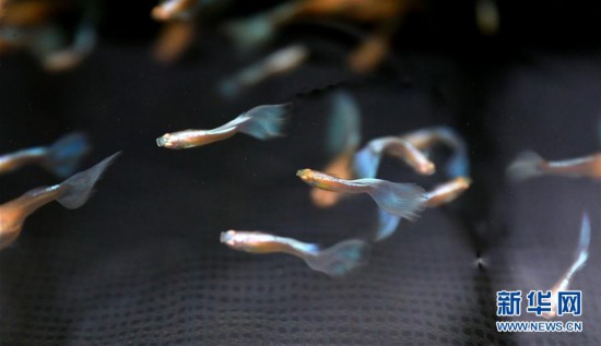 （走向我們的小康生活）（3）遼寧鞍山：觀賞魚養殖富農家