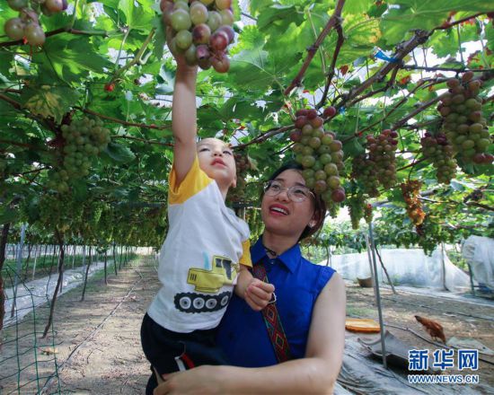 （經濟）（2）葡萄豐收開啟特色鄉村文化旅游節