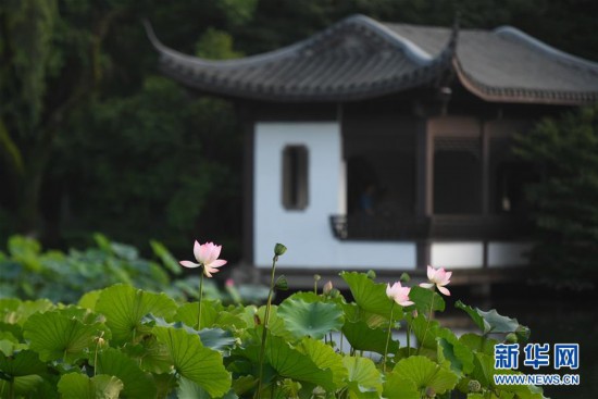 （鏡畫浙江）（1）西湖四季景不同|夏