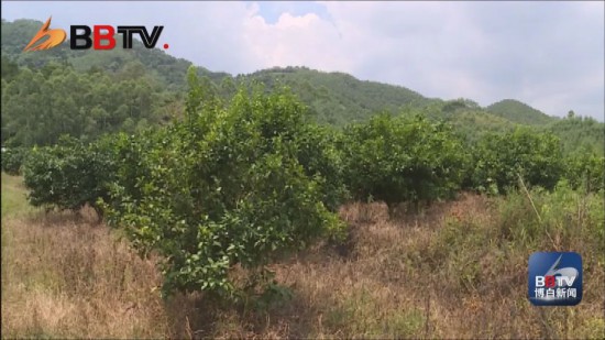 旺茂鎮三清村：產業鋪就脫貧致富路