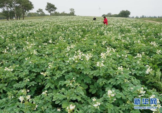 ����������3���ӱ����壺�����Ĳ�ˮ�ĺ����ٽ�������̬�ָ�