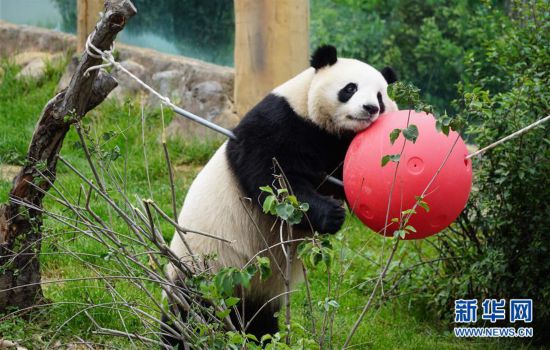 （环境）（7）青海西宁：大熊猫乐享高原生活