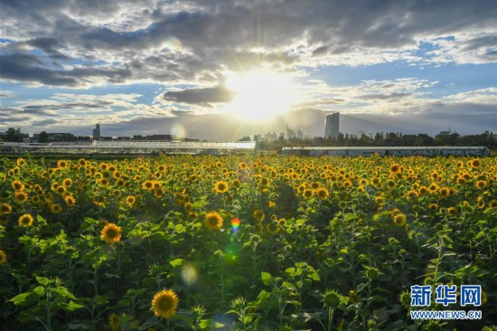 （國際）（2）法蘭克福：向日葵盛開