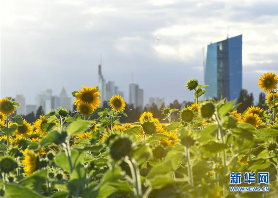（國際）（8）法蘭克福：向日葵盛開