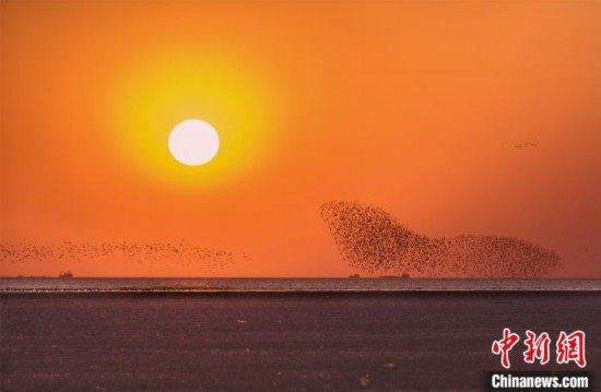 茜の空に「鳥の波」！営口湿地に秋の渡り鳥シーズン到来　遼寧省