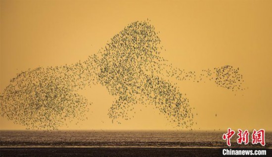 茜の空に「鳥の波」！営口湿地に秋の渡り鳥シーズン到来　遼寧省