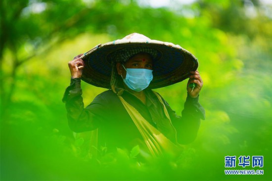 （新華視界）（2）阿加爾塔拉採茶人