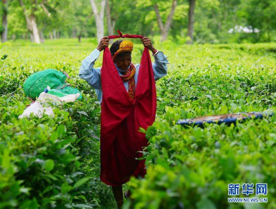 （新華視界）（1）阿加爾塔拉採茶人