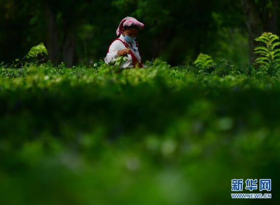 （新華視界）（4）阿加爾塔拉採茶人