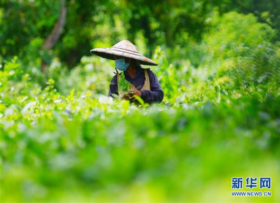 （新華視界）（5）阿加爾塔拉採茶人