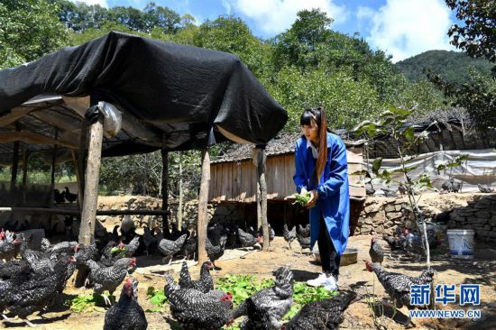 （圖片故事）（2）秦嶺山區女主播 抱著雞兒做直播 