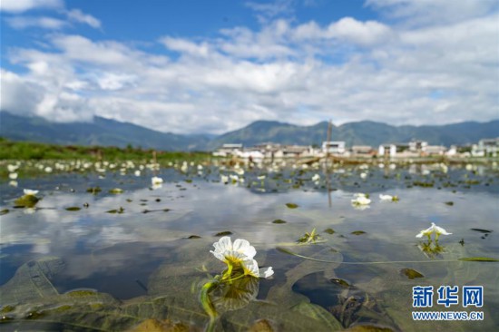 （經濟）（5）大理洱源：生態海菜助民增收