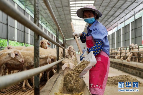 （決戰決勝脫貧攻堅·圖文互動）（1）同飲一江水 攜手“斬窮根”——深圳對口廣西河池、百色扶貧協作見聞