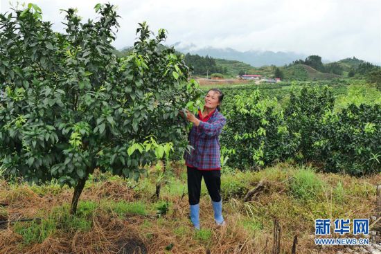 （決戰決勝脫貧攻堅·圖文互動）（10）同飲一江水 攜手“斬窮根”——深圳對口廣西河池、百色扶貧協作見聞