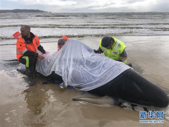 （國際）（3）澳大利亞塔斯馬尼亞州西海岸發生大規模鯨魚擱淺