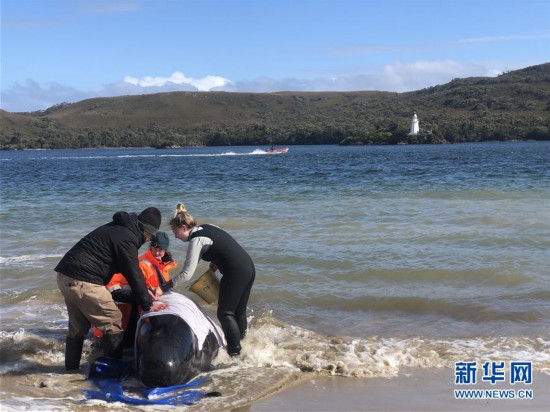 （國際）（2）澳大利亞塔斯馬尼亞州西海岸發生大規模鯨魚擱淺