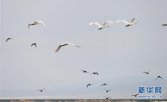 （環境）（6）候鳥天堂烏倫古湖濕地公園