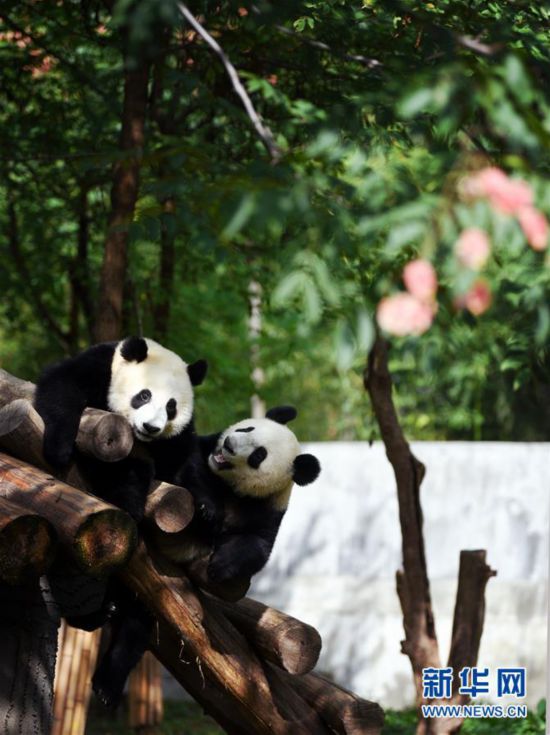 （社會）（5）秦嶺大熊貓愜意的午后時光