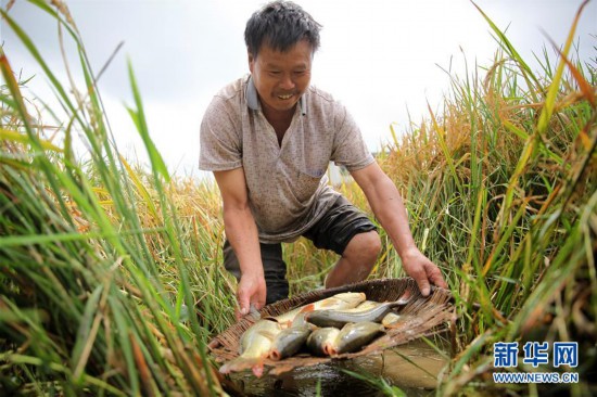 #（社會）（4）貴州黔西：稻香魚肥