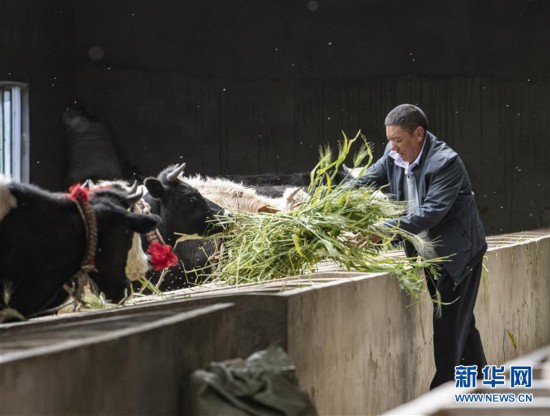 （走向我們的小康生活·圖文互動）（3）“無煙村”的新追求——西藏新時代文明鄉村成長記