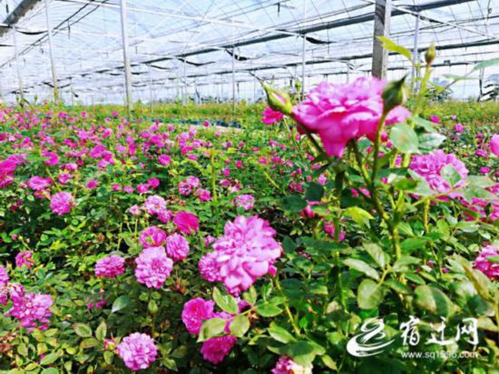 沭陽：發展高效農業助農富民(403193)-20191010095101