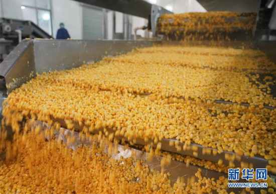（經濟）（2）河北樂亭：甜玉米產業助力經濟發展