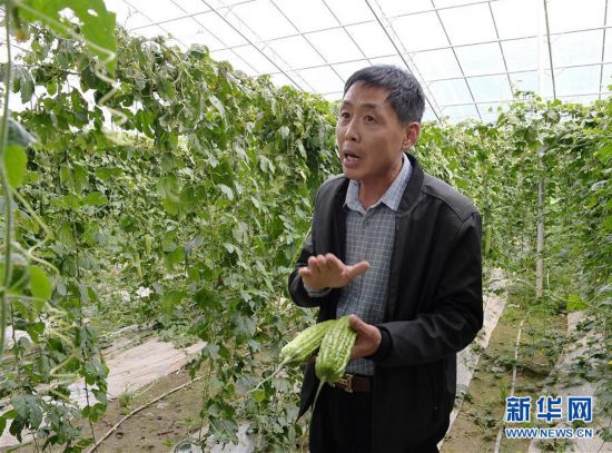 （走向我們的小康生活·決戰決勝脫貧攻堅·圖文互動）（4）高原喜見“壽光綠”——“世界屋脊”上的蔬菜發展奇跡