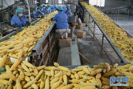 （經濟）（3）河北樂亭：甜玉米產業助力經濟發展