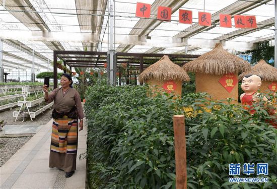 （走向我們的小康生活·決戰決勝脫貧攻堅·圖文互動）（3）高原喜見“壽光綠”——“世界屋脊”上的蔬菜發展奇跡