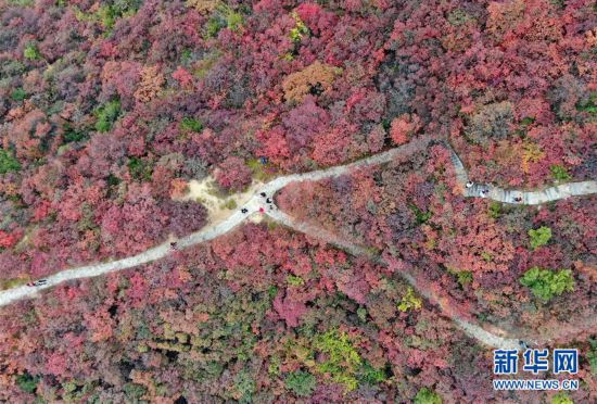 （美麗中國）（3）河南鞏義：層林盡染醉金秋