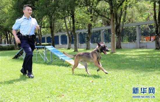 （港澳台·香港故事·图文互动）（7）香港警犬队领犬员和他的“家人”